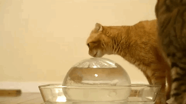 25 артистичных котов, которые заслуживают «Оскар» Гифки с животными 23