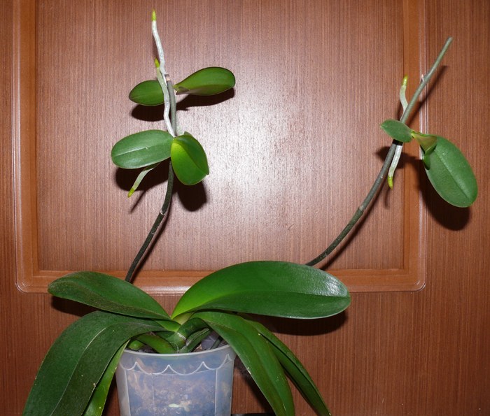 Как заставить орхидею фаленопсис «родить деток»