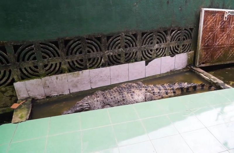 Семья 21 год живет под одной крышей со здоровенным крокодилом