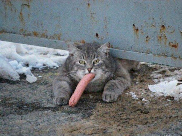 Смешные котики