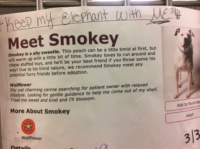 Его хотели усыпить Его хотели усыпить