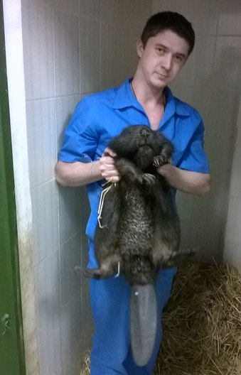 Житель Харькова спас бобра, выкупив его у браконьеров