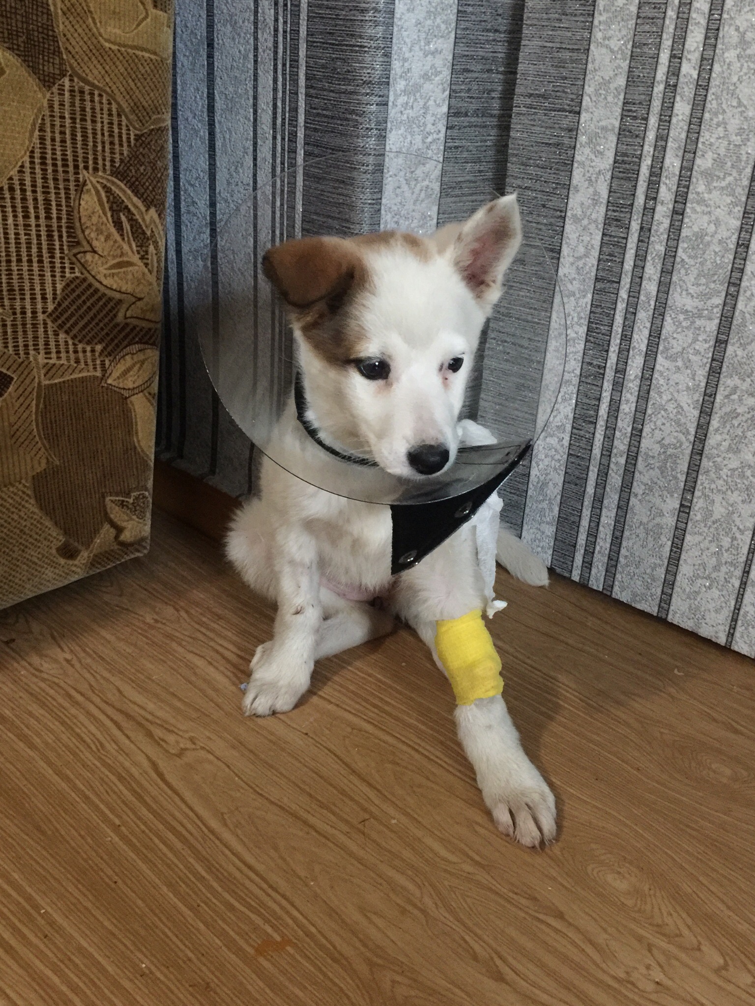 девушка спасла щенка больной щенок