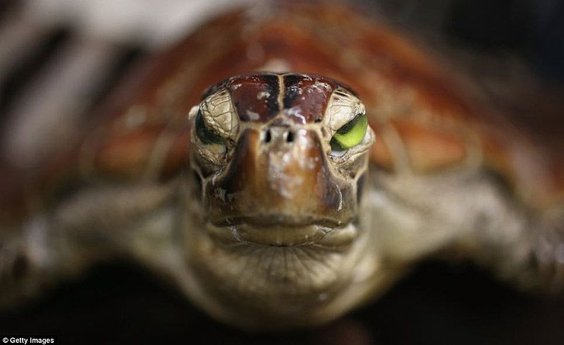 аэропорт, контрабанда, конфискация, Лондон, таможня