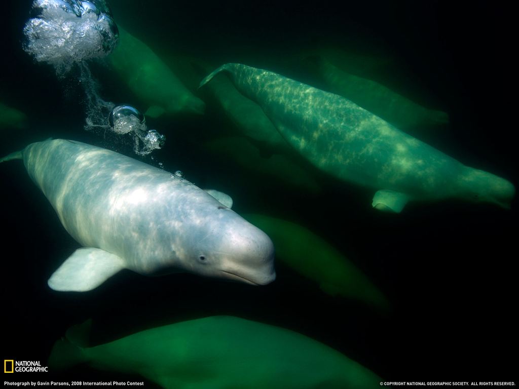    National Geographic