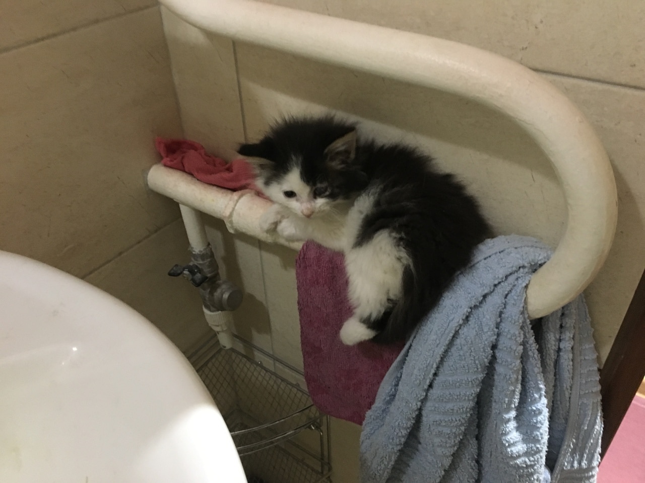 помощь котенку котенок на батарее