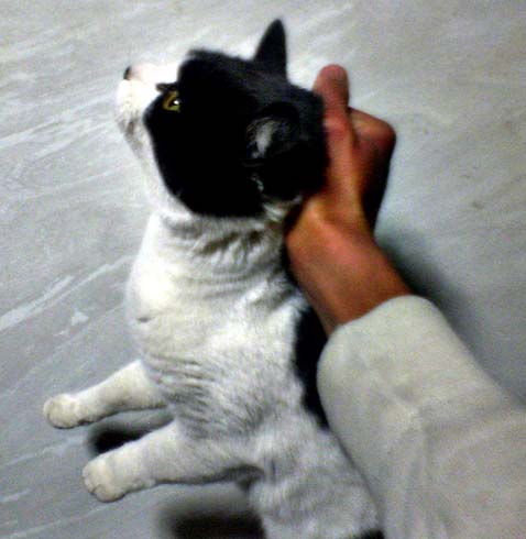 Кота берут за шкирку