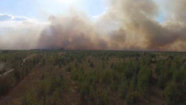 В Воронежской области произошел лесной пожар на площади около 100 гектаров