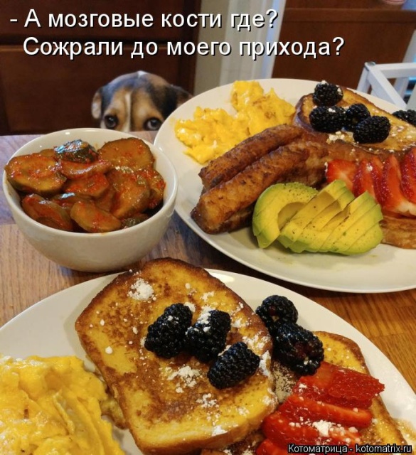 Лучшие котоматрицы недели Лучшие котоматрицы недели