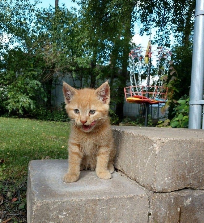 Котенок сидит Котенок на стуренях