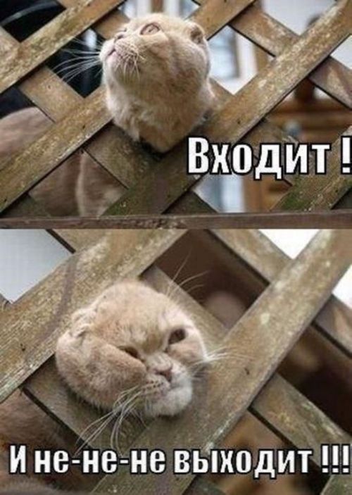 Забавные и позитивные картинки с надписями со смыслом (11 фото) Забавные и позитивные картинки с надписями со смыслом (11 фото)