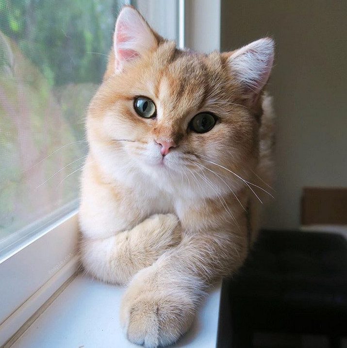 Животные, которые вам помогут подзарядиться позитивом и отдохнуть душой) Животные, которые вам помогут подзарядиться позитивом и отдохнуть душой)
