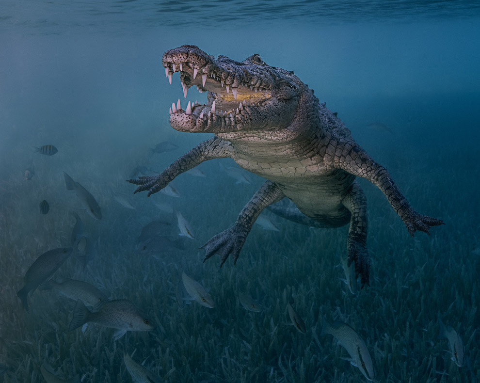 Подводные фотографии с конкурса Ocean Art 2018