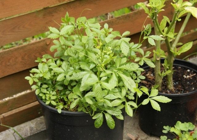   (Gynostemma pentaphyllum)