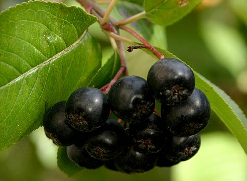 106169228_3937385_00035161 (610x460, 158Kb)