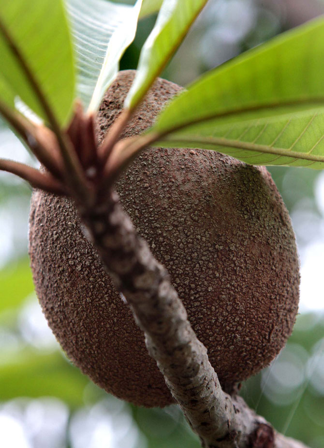 Экзотические фрукты