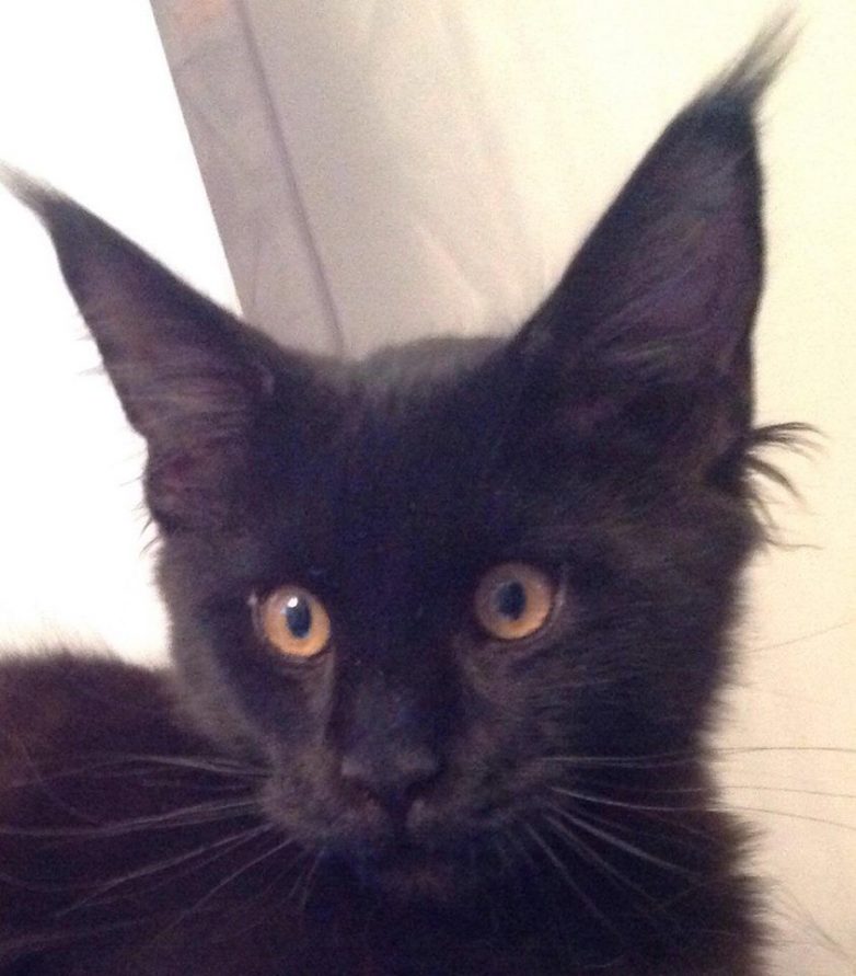 Дневник кота Ричарда. Чтение для беззаветных кошколюбов.