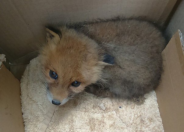 В Ленинградской области дачники спасли лисенка, на которого нападали дикие коты