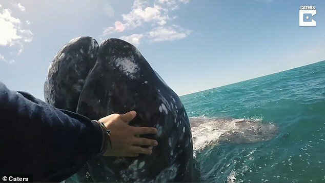 Детеныш подплыл к судну и вынырнул из воды, чтобы его погладили Детеныш серого кита подплыл к людям, чтобы его погладили
