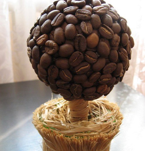 Кофейное дерево бонсай