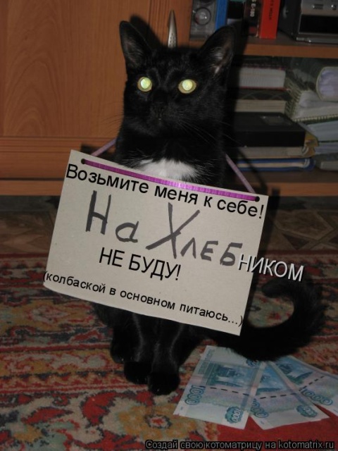 Лучшие котоматрицы недели Лучшие котоматрицы недели