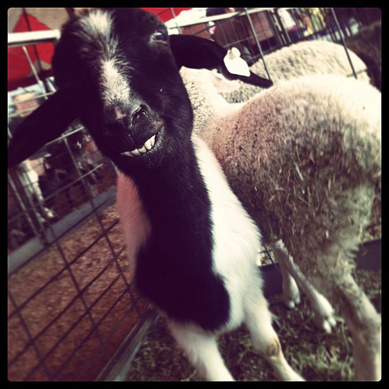 smilinggoats18 Козляшки улыбашки