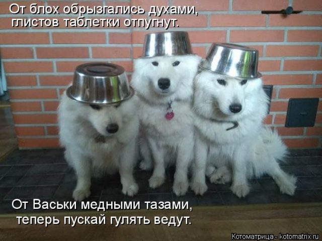 Самые смешные котоматрицы для хорошего настроения) Самые смешные котоматрицы для хорошего настроения)