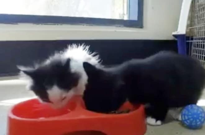 Котята едят Котята и еда