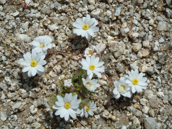 �������� ������� y� ������� ��� � ������� (17 ����)