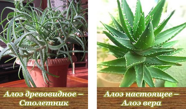 Доктор столетник. Вот как правильно вырастить и использовать алоэ