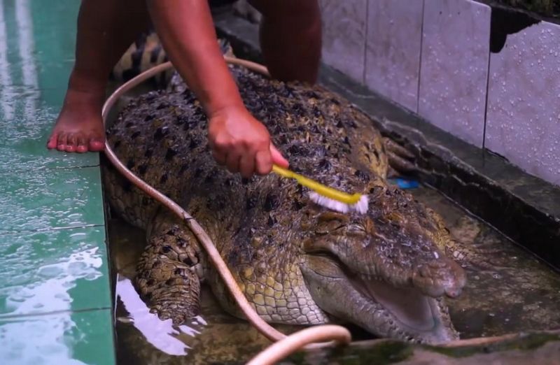 Семья 21 год живет под одной крышей со здоровенным крокодилом