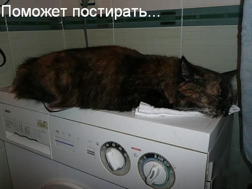Какую пользу приносит кошка Какую пользу приносит кошка