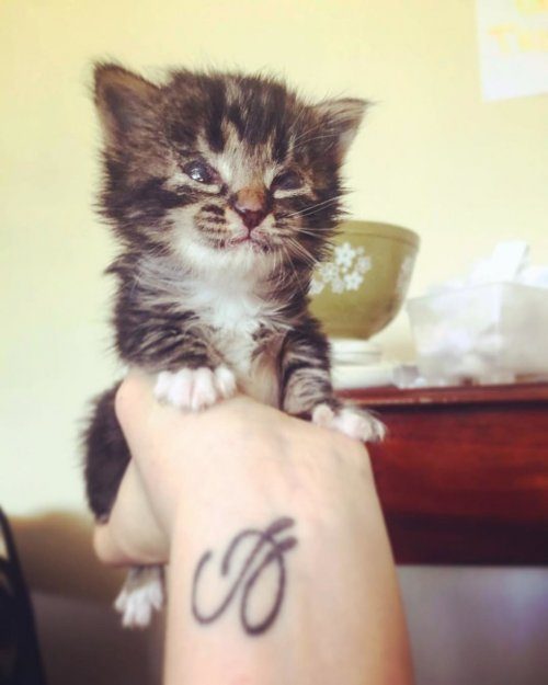 Слепая кошка, которая ничем не хуже зрячих питомцев