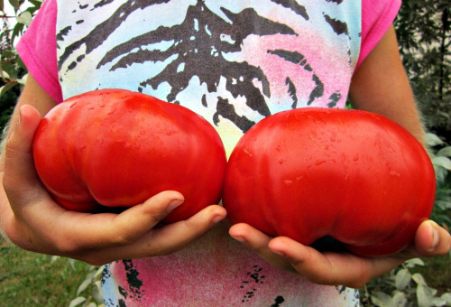 Бабушка более 30 лет подкармливает томаты в июле только так. Взяла её совет на вооружение и не жалею