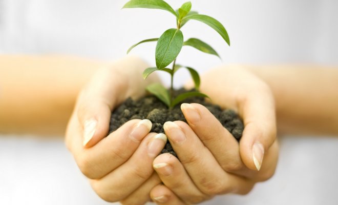 : One plant in female hands on white background