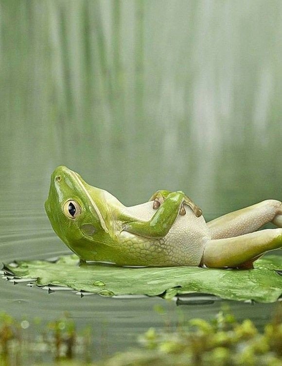 17 фото животных, сделанных в самый нужный момент