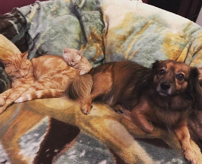 Питомцы лежат Кошка котенок и собака