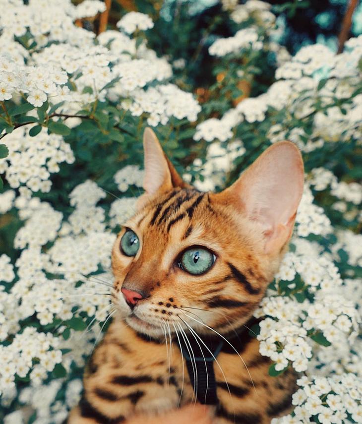 Невероятной красоты кисик из Канады путешествует по всему миру в мире, животные, кот, красота, природа, путешествие