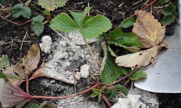 Какие растения нельзя удобрть золой и как ее нельзя использовать Какие растения нельзя удобрть золой и как ее нельзя использовать