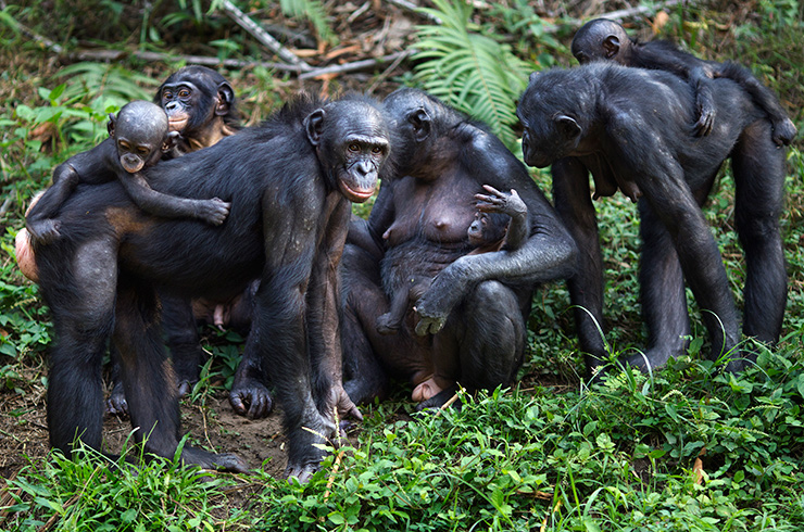 Самки Бонобо с детенышами