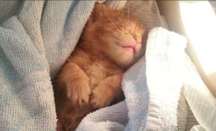 кошка, животные, спасение