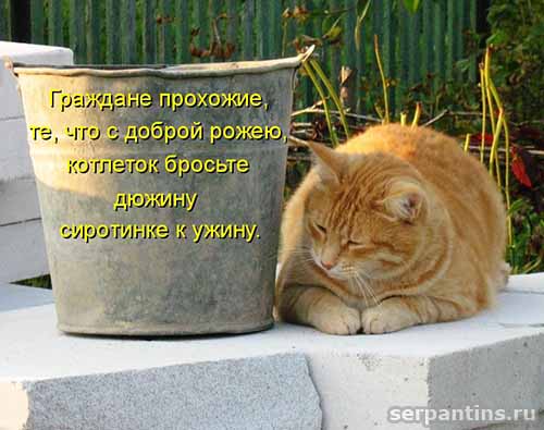 котлеты для сиротинки