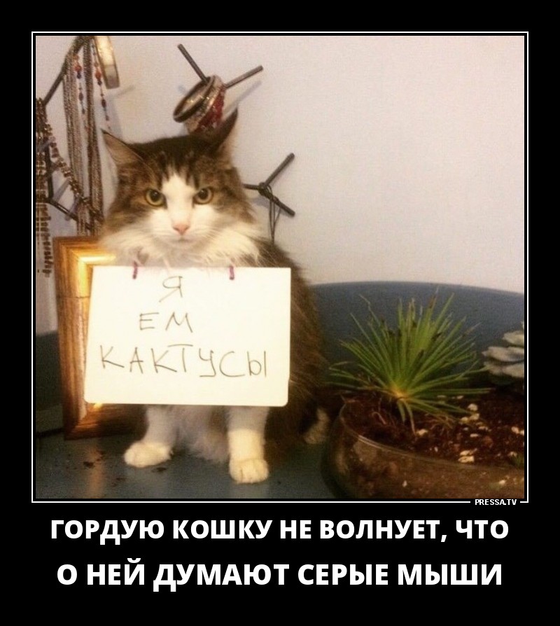 ДЕМОТИВАТОРЫ + ДЕМОТИВАТОРЫ +