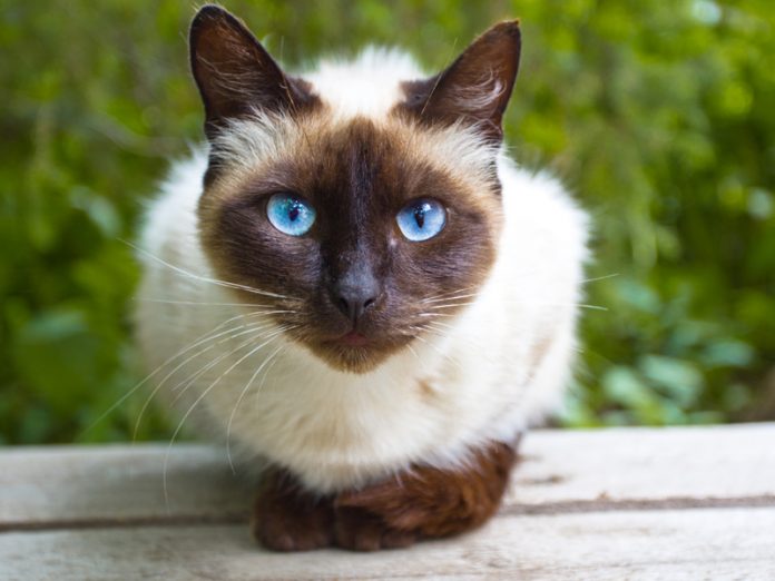 Вот так коты создают новые пары! :)