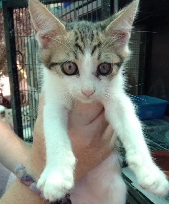 Испуганный котенок Котенок в руках