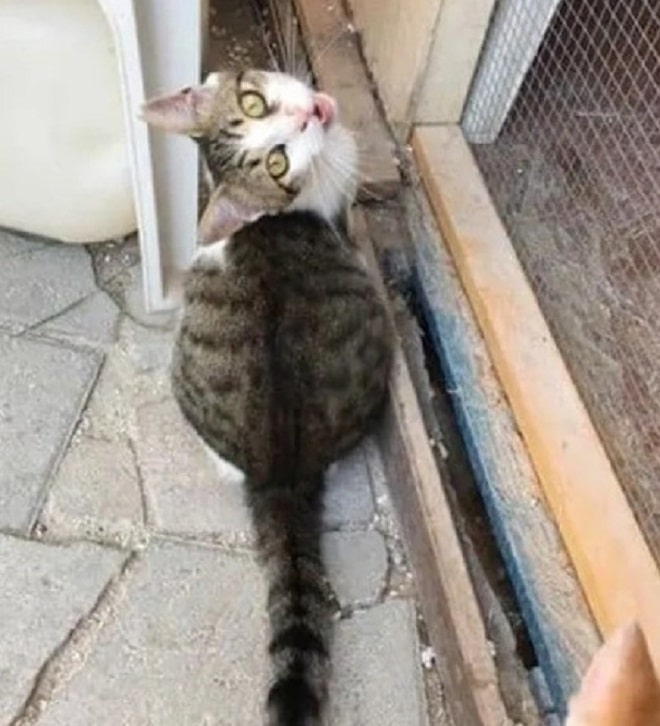 Кот с длинным хвостом Кот сидит