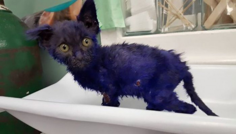 В приют попал раненый котенок, которого покрасили в фиолетовый цвет и использовали в качестве приманки