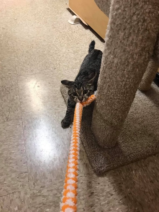 Игривый котенок Котенок играет