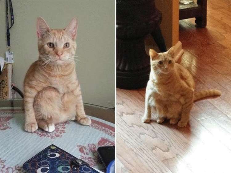 Смешные кошки, которые разучились сидеть по-кошачьи Смешные кошки, которые разучились сидеть по-кошачьи