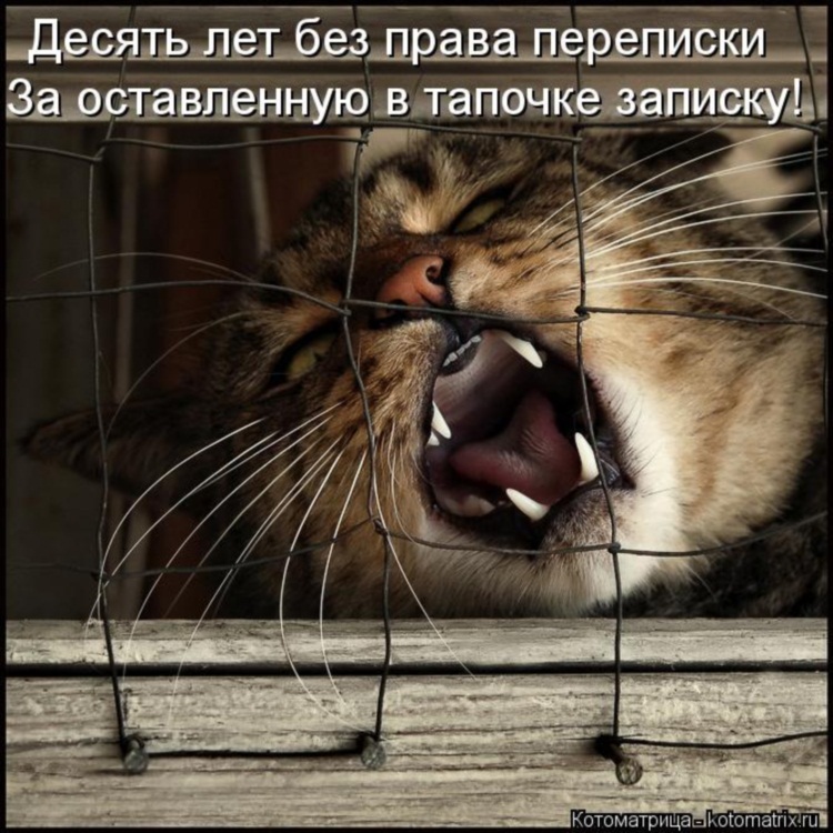Пятничная котоматрица! Пятничная котоматрица!